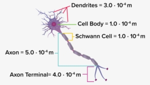Neuron - Diagram