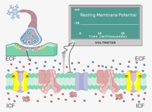 An Image Showing Na Ion Diffusion Through A Channel - Neuron Membrane