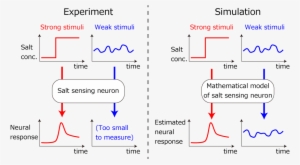 Then, It Is Expected That You Can Estimate The Neuronal - Diagram