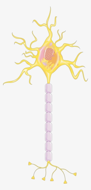 Download The Image - Neuron