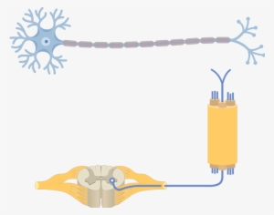 Am Image Showing The Basic Structure Of The Multipolar - Multipolar Neuron