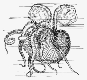 Mollusc Sea Animal Kraken Octopus Sea Life - Nautilus