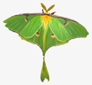 Moth Clipart Lunar - Luna Moth Clipart