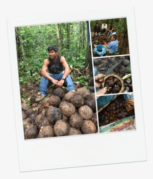 Picmonkey Collage - Sugar-apple