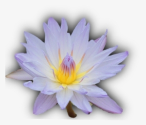 Large Calla Lily Png Clipart - Water Lily Transparent Background