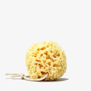 Honeycomb Sea Sponge - Sponge