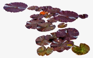 Water Lily Png