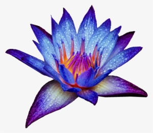 Tumblr Static - Blue Water Lily Png