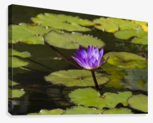 Water Lily In The Bethesda Fountain In Central Park,