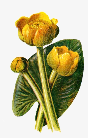 Wildflower Download