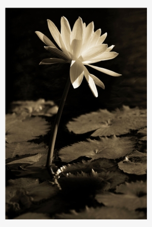 White Water-lily