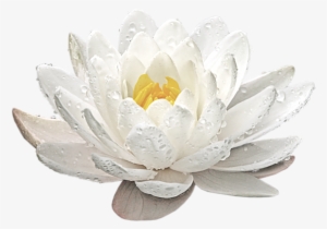 Click And Drag To Re-position The Image, If Desired - Sacred Lotus