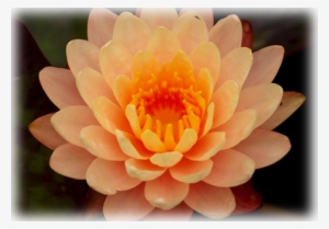 Waterlily Mangkala Ubol - Water Lily Mangkala Ubol