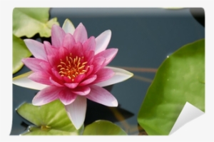 Plantas De La Naturaleza