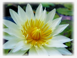 American White - Cold Hardy - Water Lilies