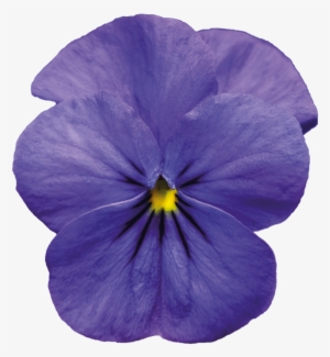 Violet Png Pic - Violet Png