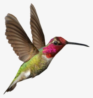 Anna's Hummingbird - Hummingbird Png