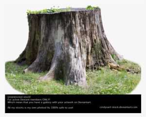 Stump 3 By Cindysart-stock - Tree