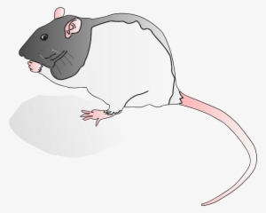 Lilly Png