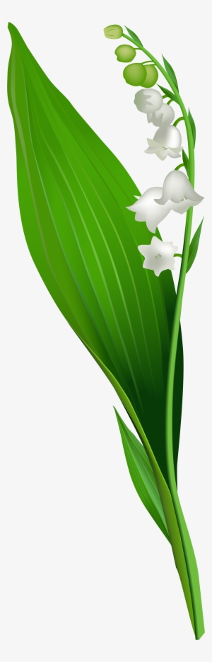 Lily Of The Valley Flower Png Clip Art - Lily Of The Valley Png - 2605x8000 PNG Download - PNGkit