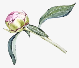 Peony08 - Jpeg