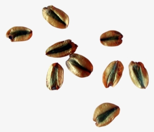Sequoia Seeds - Tree