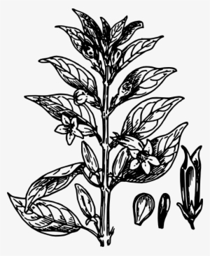 Seeds Of Plant Svg Clip Arts 486 X 593 Px