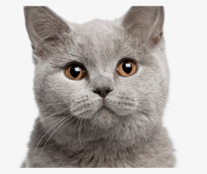 Cat White Background Hd Images - Cat ]#