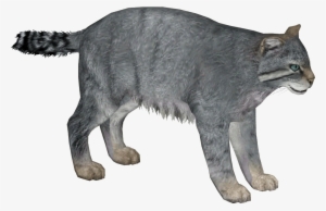 Pallas's Cat - Zt2 Cat