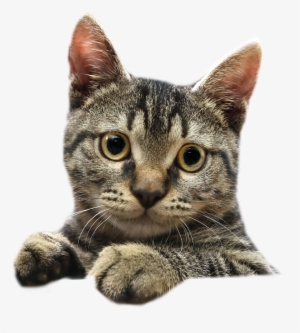 Immunity Cat - Кошка Пнг