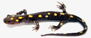 Salamander Png Image - Salamander With No Background