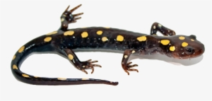 Salamander Transparent Png - Yellow Spotted Salamander Png