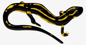 Salamander Png Transparent Image - Salamander Clipart