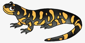 Amphibian Drawing Tiger Salamander Image Freeuse Library - Clip Art Salamander