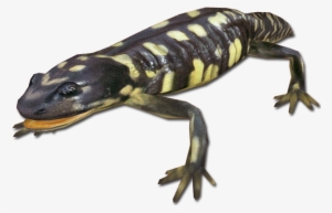 Tiger Salamander - Zoo Tycoon 2 Newts