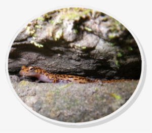 20 Species Worth Saving The Cave Salamander - Cave Salamander