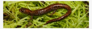 Salamander-slider