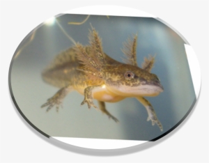 Retrieved From Http - Salamander Colorado