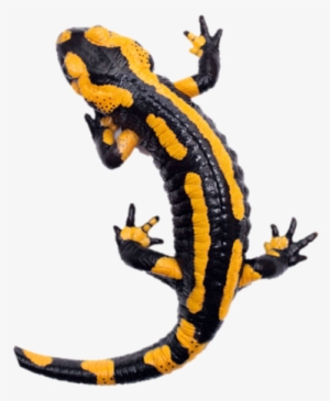 Salamander - Petites Bêtes De Nos Maisons