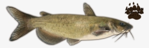 Channel Catfish - Png Image For Cat Fish