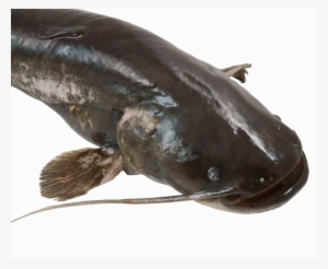 Catfish Pro Shop - River
