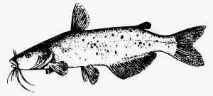 Catfish Png
