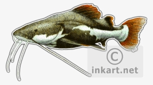 Wildlife Art - Red-tailed Catfish Mug