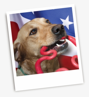 The Ruffdawg Blog / Made In The Usa - Dog Yawns