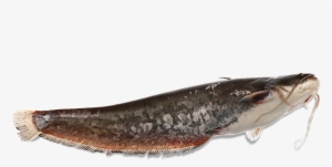 The Panona Mare Fresh Catfish Is Delivered Whole, Dressed, - Royal Institute Of British Architects