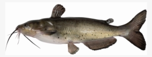 Catfish - Catfish With White Background
