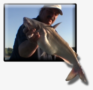In Reservoirs And Lakes The Catfish Will Begin - Drawing