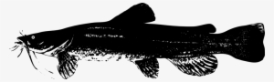 Catfish - Catfish Silhouette Png
