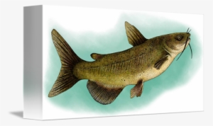 Channel Catfish By Roger Hall - Channel Catfish Sticker (rectangle)