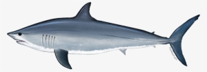 Atlantic Shortfin Mako Shark Choose Local F - Shortfin Mako Shark